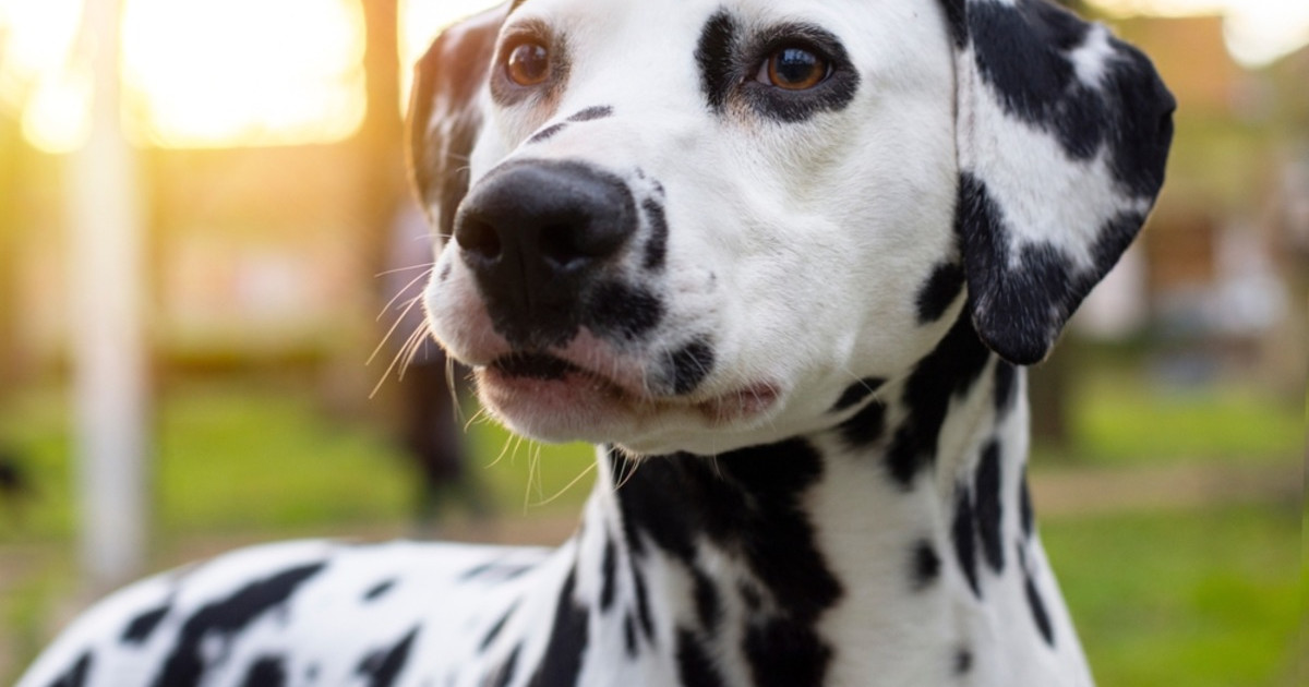 Dalmatian 'Keeps Mom Online' During Work Call, and the Song Choice Is Perfect