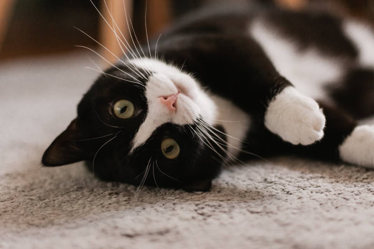Cat Entourage Black-and-White Cat Gets Into a Fierce Battle Against His Own Tail ...