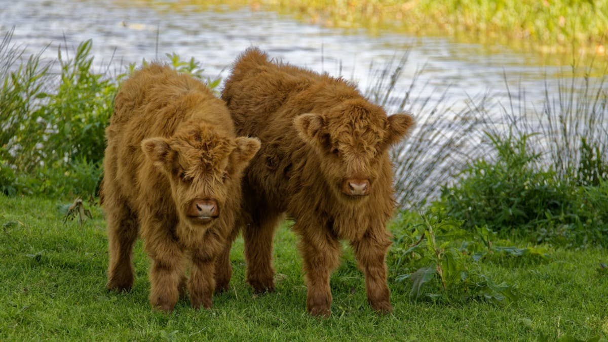 Baby Cows Practicing Their Headbutting Skills Are Too Cute for Words ...