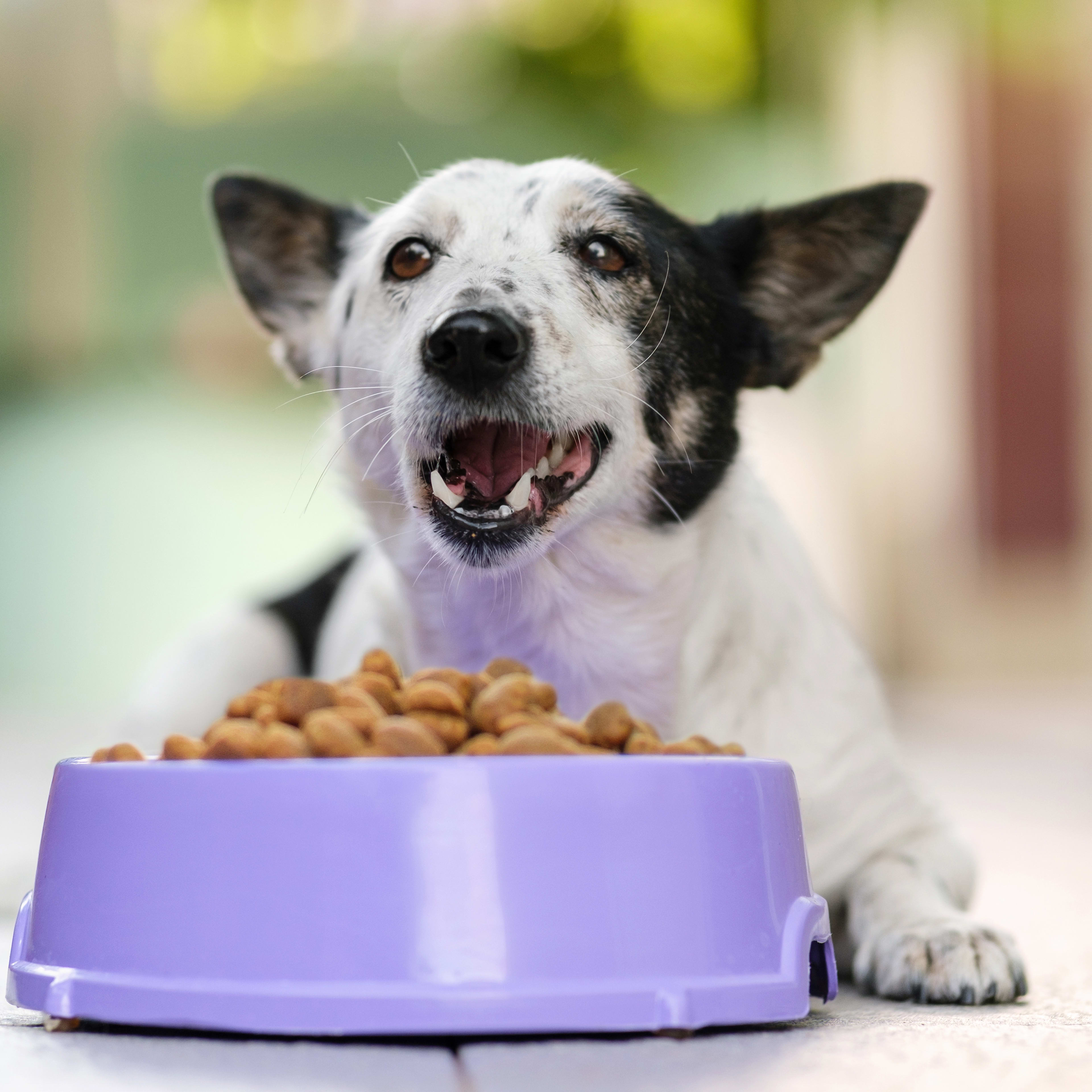 Easy 3-Ingredient DIY Dog Ice Cream Recipe - PawNation