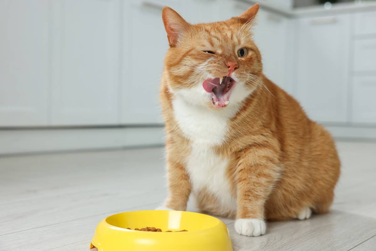 Cat Parents Love This Healthy, Money-Saving Wet Food Recipe - PawNation