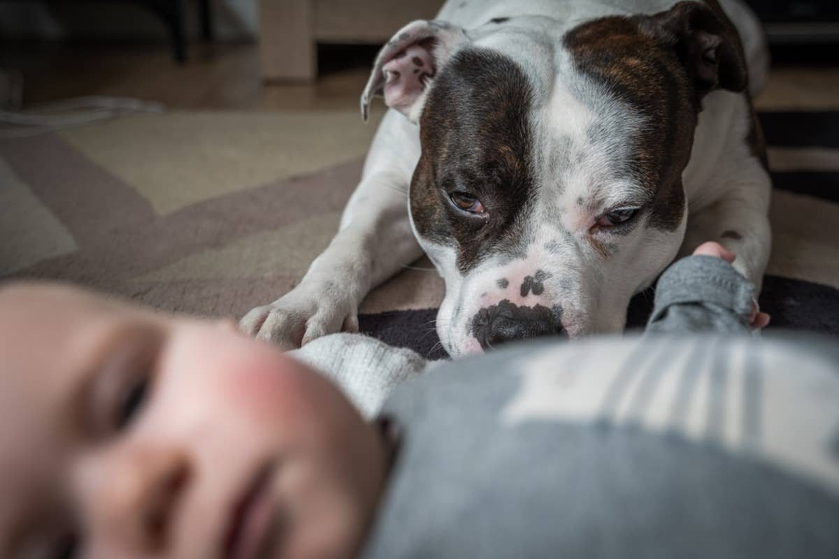 Unique-Looking Long-Haired Pit Bull Is Taking the Internet by Storm ...