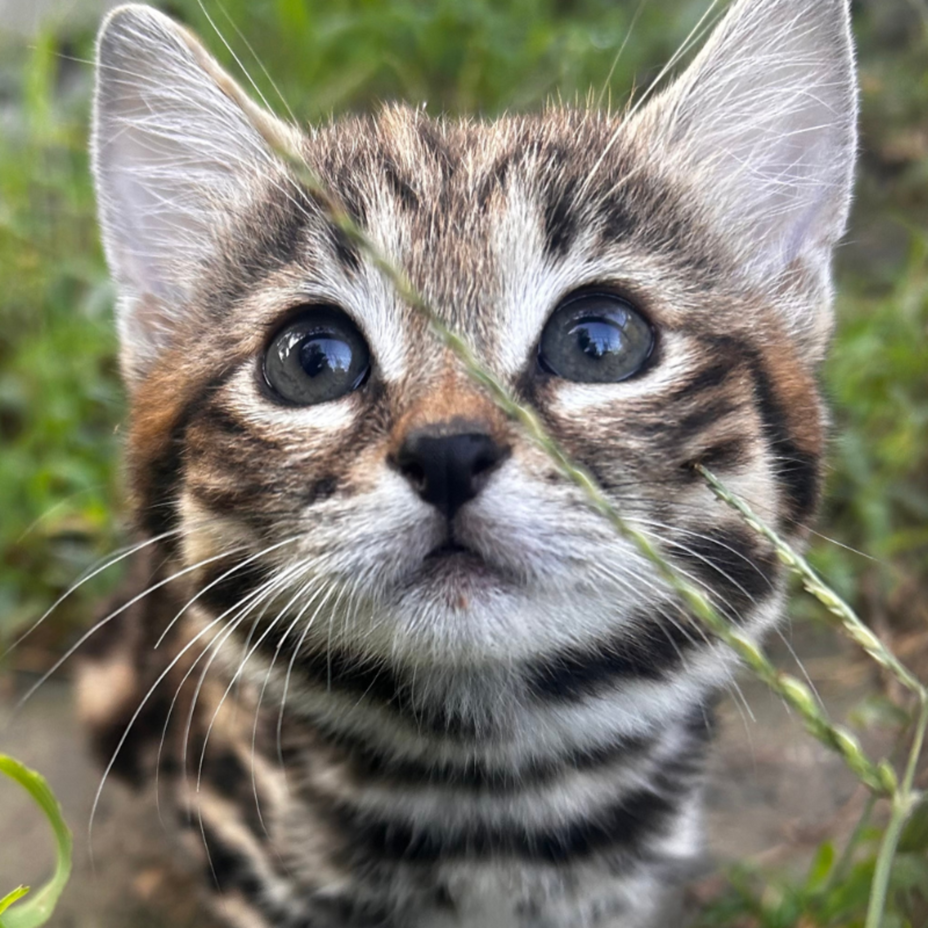 Group of Cats Meet Their New Kitten Sibling and One Instantly Falls in ...