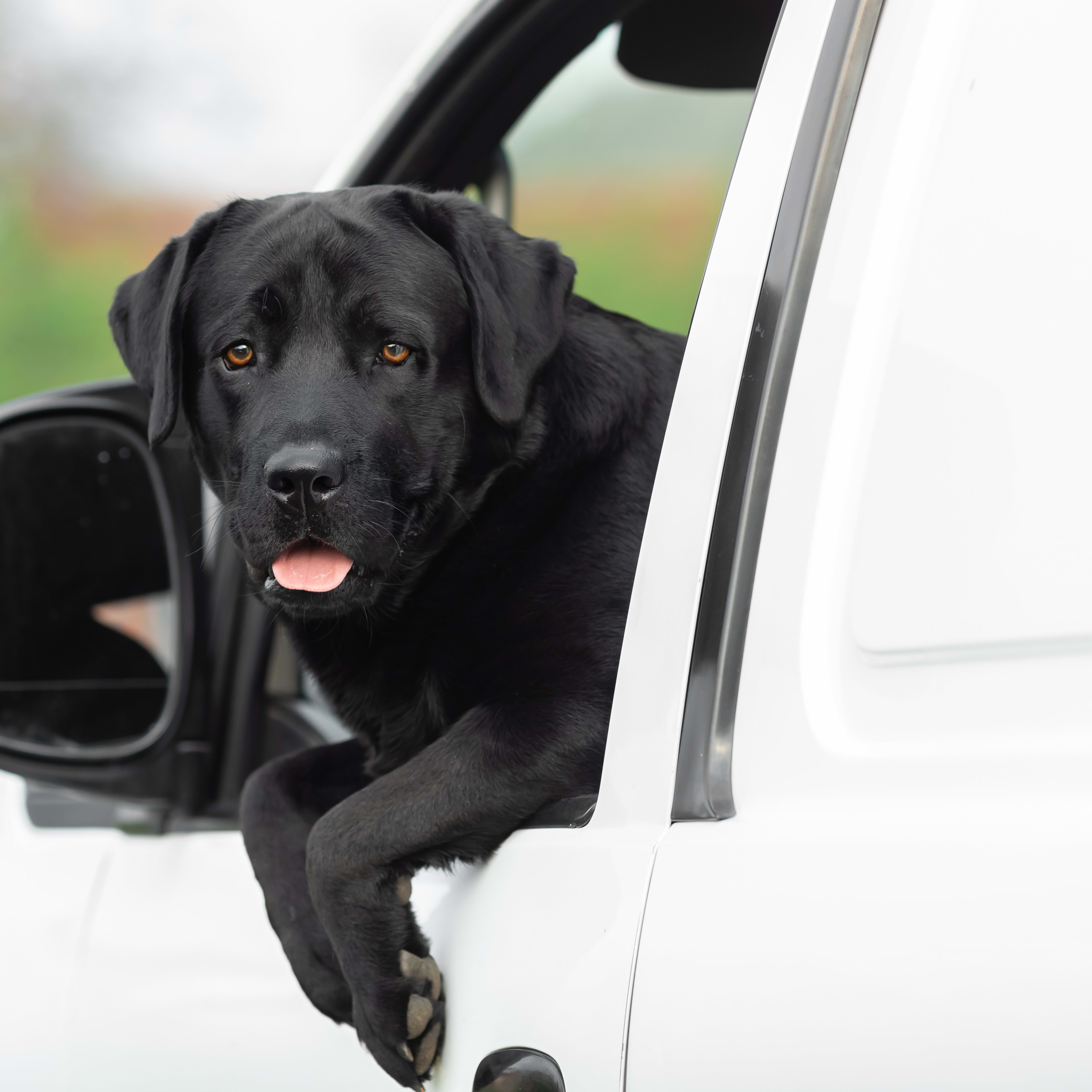 Black Lab 'Charged' With Crimes Found Not Guilty by Internet - PawNation