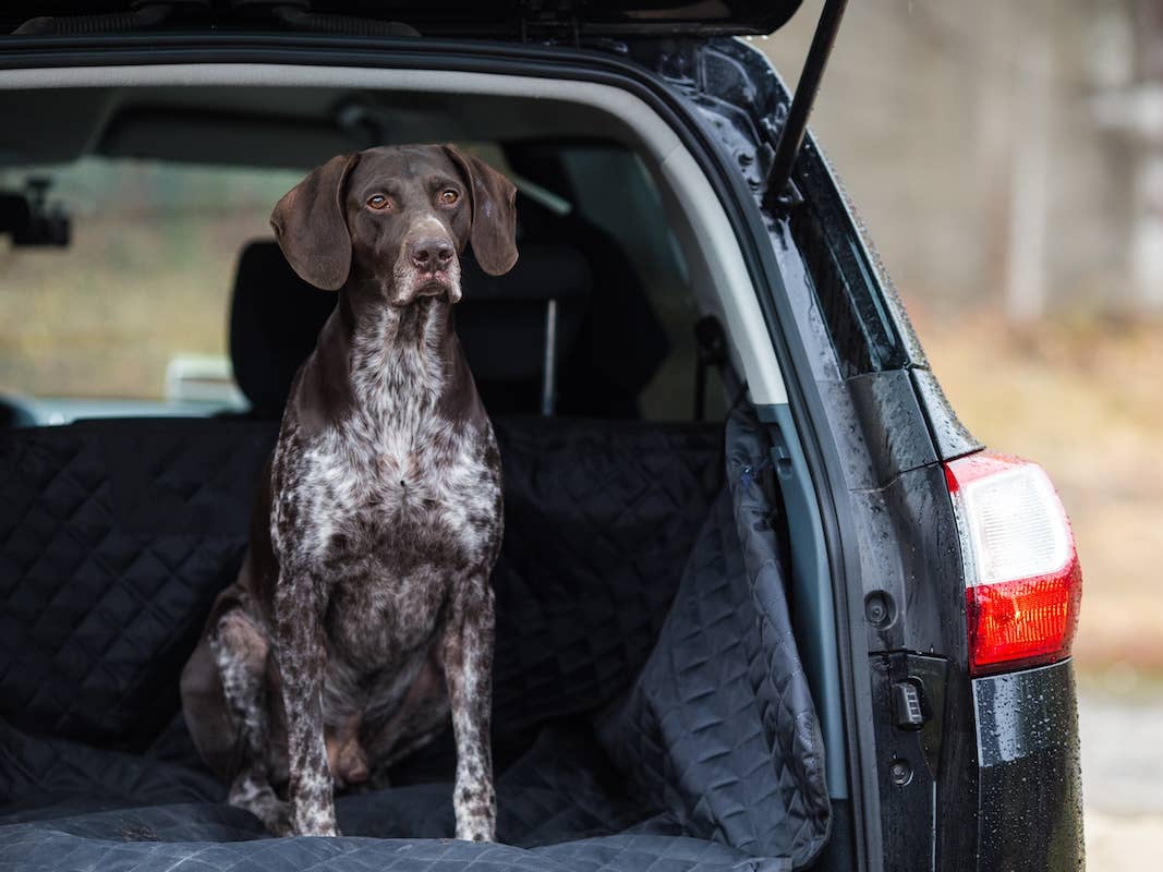 German Shorthaired Pointer Gets More Than He Bargained for Riding Along ...