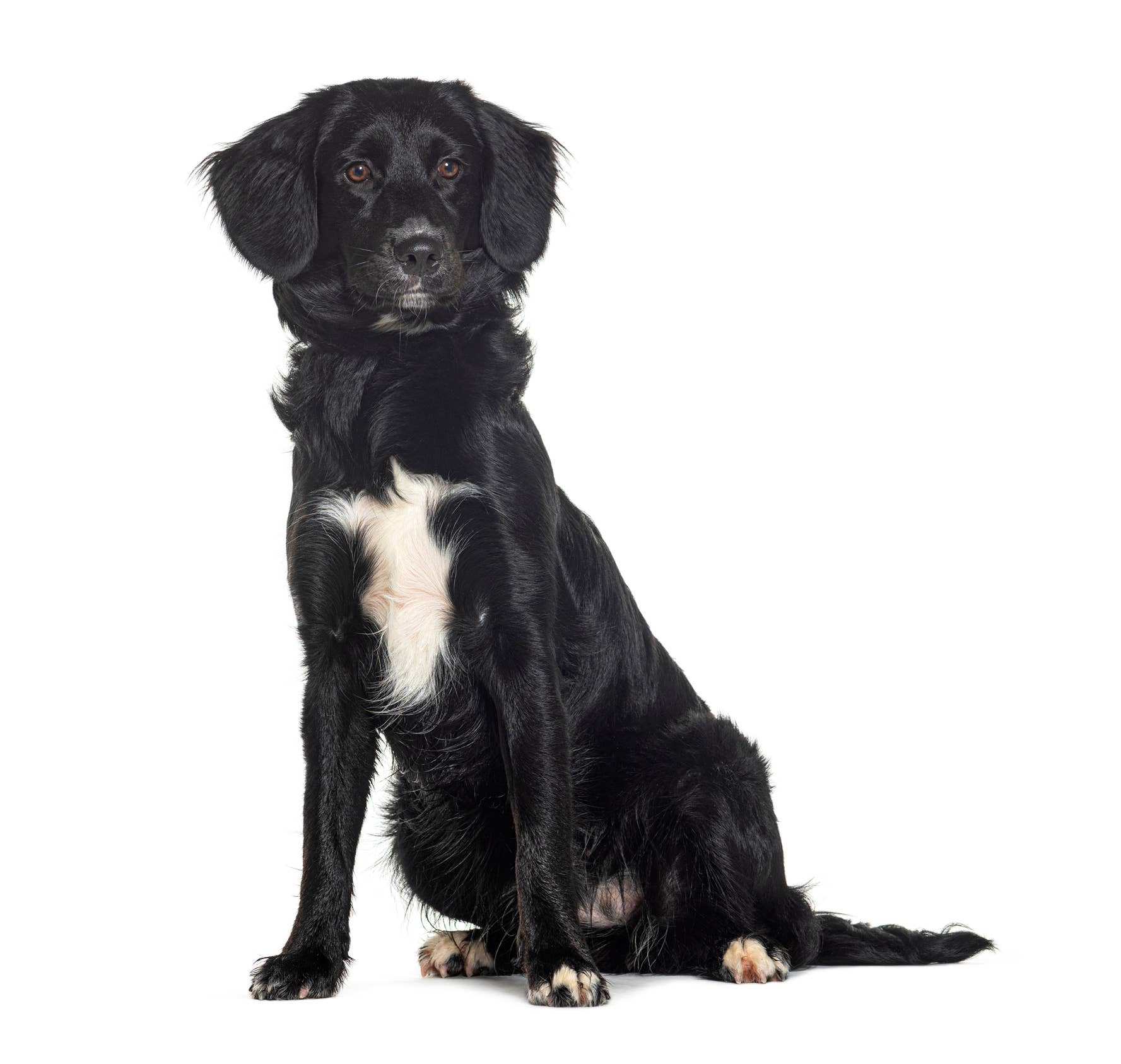 Top 10 Australian Shepherd Mix Breeds - PawNation