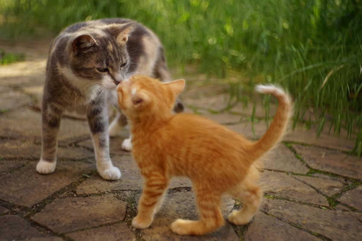 Big Brother' Foster Kitten Waiting To Meet New Babies Is the Sweetest  Sibling - PawNation, image size:1200x800